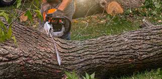 Best Fruit Tree Pruning  in Edina, MN