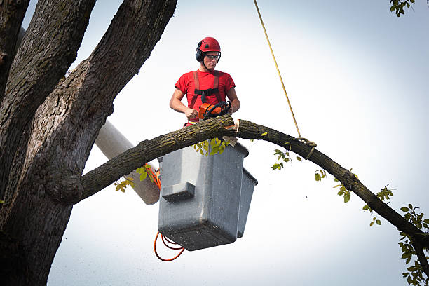 Best Seasonal Cleanup (Spring/Fall)  in Edina, MN